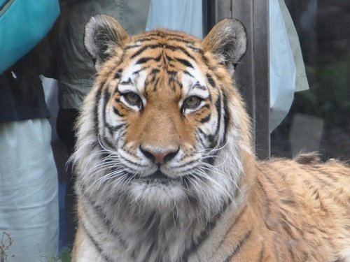 6月22日 旭山動物園 アムールトラ のん