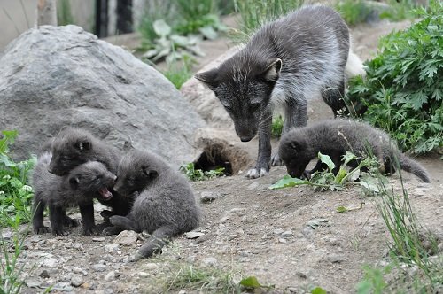 ６月２２日　旭山動物園　ホッキョクギツネ親子