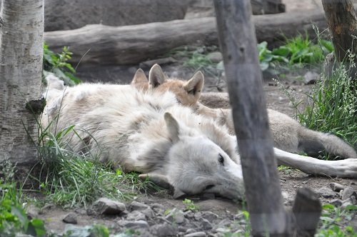 6月22日 旭山動物園 シンリンオオカミの夕方