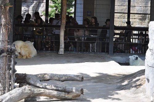 6月29日 旭山動物園 ホッキョクグマ