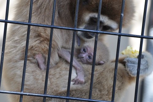６月２９日　旭山動物園　シロテテナガザル　モンローと赤ちゃん