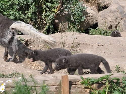 ６月２９日　旭山動物園　ホッキョクギツネたち