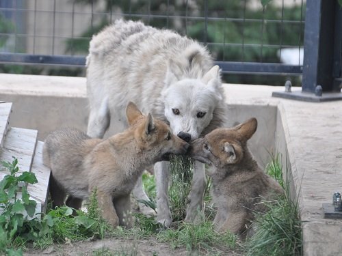 6月29日 旭山動物園 シンリンオオカミ一家