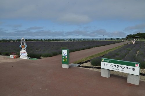 ７月５日　紋別市　オホーツク流氷公園のラベンダー畑