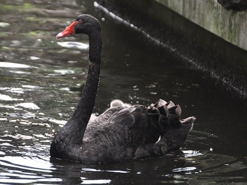 ７月８日　旭山動物園　ととりの村　コクチョウ