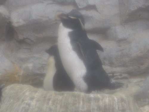 ７月８日　旭山動物園　イワトビペンギン親子