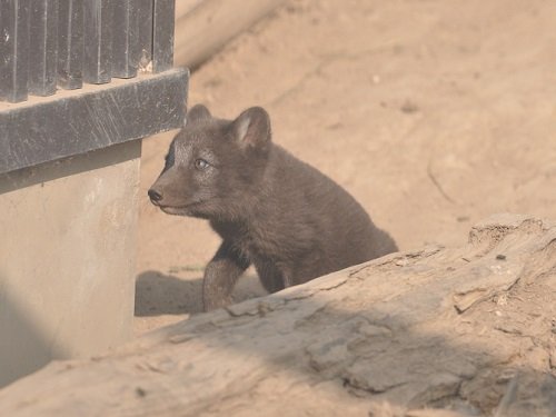 ７月８日　旭山動物園　ホッキョクギツネ一家