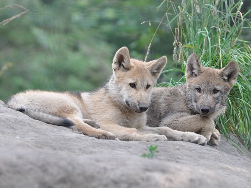 7月8日 旭山動物園 シンリンオオカミ・・・仔オオカミの愛称発表!