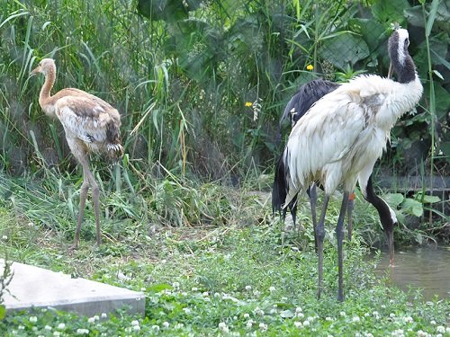 ７月１３日　旭山動物園　タンチョウ