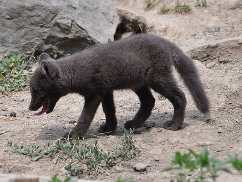 ７月１３日　旭山動物園　ホッキョクギツネ