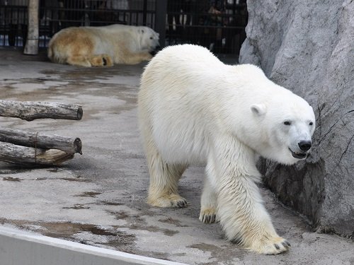 7月13日 旭山動物園 ホッキョクグマ ルルとピリカ