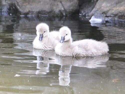 ７月１３日　旭山動物園　ととりの村の親子