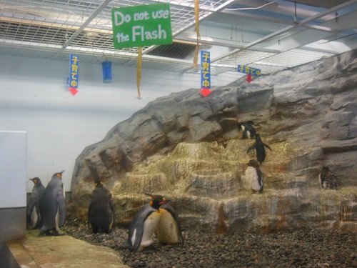 ７月１３日　旭山動物園　ぺんぎん館　子育て中のペンギンたち