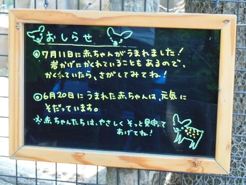 7月13日　旭山動物園　エゾシカ親子