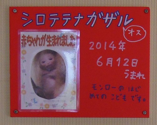 ７月１３日　旭山動物園　シロテテナガザル　生後１ヶ月が経ちました