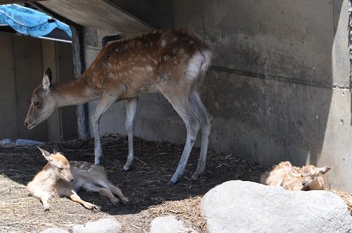 7月21日　旭山動物園　エゾシカの赤ちゃんたちとおばあちゃん?