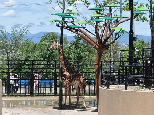 ７月２３日　旭山動物園　アミメキリン　ゲンキが７歳になりました！