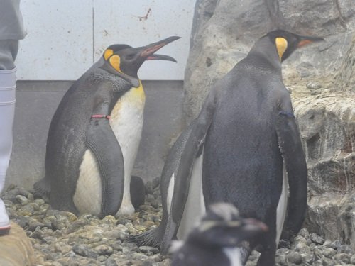 ７月２１日　旭山動物園　ぺんぎん館のヒナたち