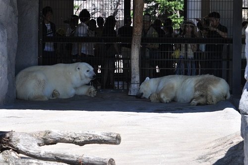 7月21日 旭山動物園 ホッキョクグマのメスたち