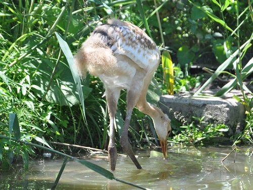 ７月２１日　旭山動物園　タンチョウ親子