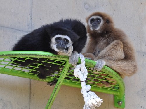 ７月２１日　旭山動物園　シロテテナガザル