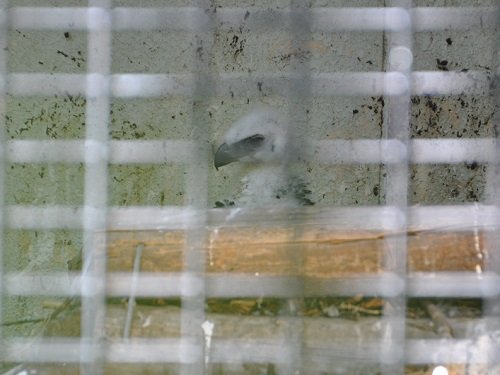 ７月２１日　旭山動物園　クマタカのヒナ