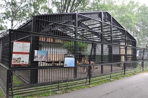 ７月２６日　おびひろ動物園　ライオン　ヤマト１