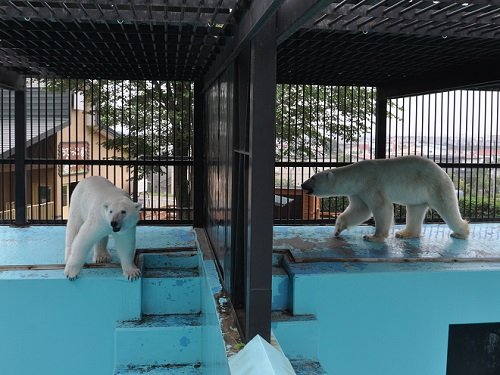 ７月２６日　おびひろ動物園　ホッキョクグマ兄妹　お魚贈呈式