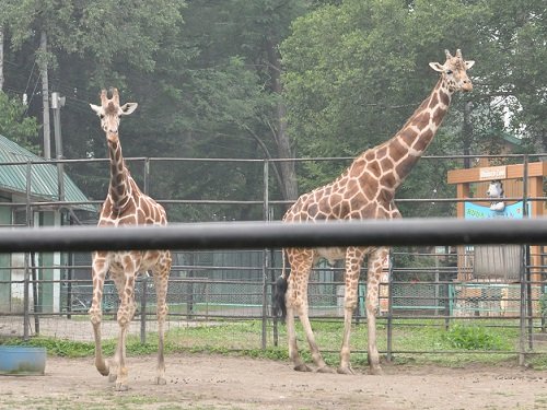 ７月２６日　おびひろ動物園　アミメキリンご夫婦