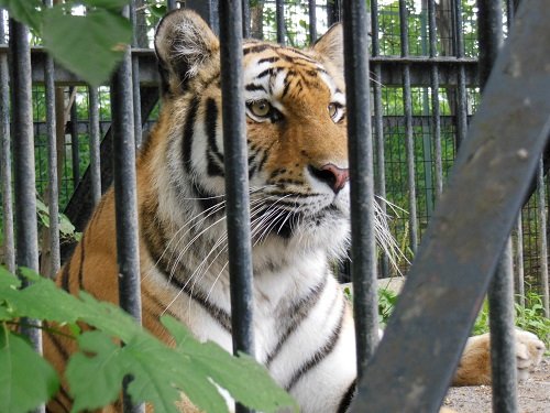 ７月２６日　おびひろ動物園　アムールトラ　マオ