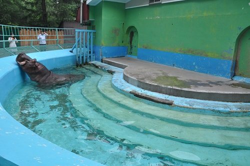 ７月２６日　おびひろ動物園　カバ　ダイ