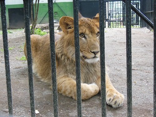 ７月２６日　おびひろ動物園　ライオン　ヤマト２