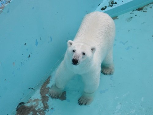 ７月２６日　おびひろ動物園　ホッキョクグマ　アイラのお食事