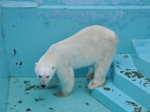 ７月２６日　おびひろ動物園　ホッキョクグマ　イコロのお食事