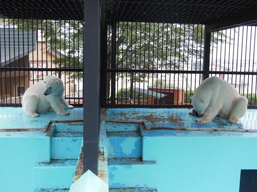 ７月２６日　おびひろ動物園　ホッキョクグマ　食後の２頭　雨宿りする２頭