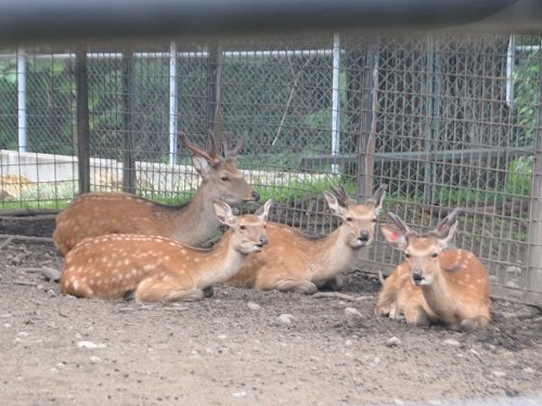 ７月２６日　おびひろ動物園　エゾシカの大家族