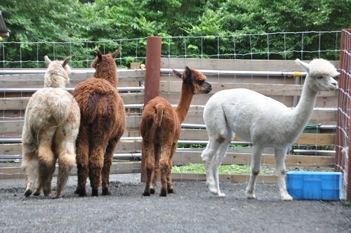 ７月２７日　釧路市動物園　アルパカのメスたち・・・小柄なルビーちゃん