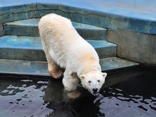 ７月２７日　釧路市動物園　お魚プレゼント・・・ツヨシ編とオマケ