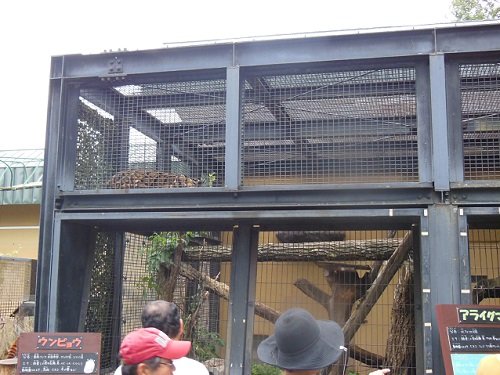 ８月１０日　夜の旭山動物園　ウンピョウ