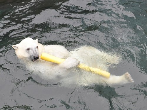 ７月２７日　釧路市動物園　ホッキョクグマ　ミルク１