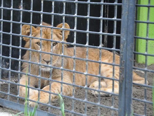 ７月２７日　釧路市動物園　猛獣舎の仲間たち