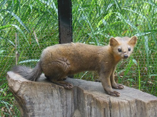 ７月２７日　釧路市動物園　エゾクロテン　てんてん