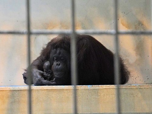 ７月２７日　釧路市動物園　オランウータン　ひなとロリー親子