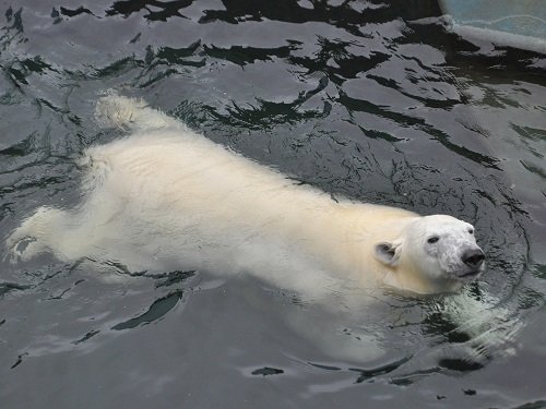 ７月２７日　釧路市動物園　ホッキョクグマ　ミルク２