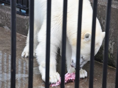 ７月２７日　釧路市動物園　ホッキョクグマ　ミルク３