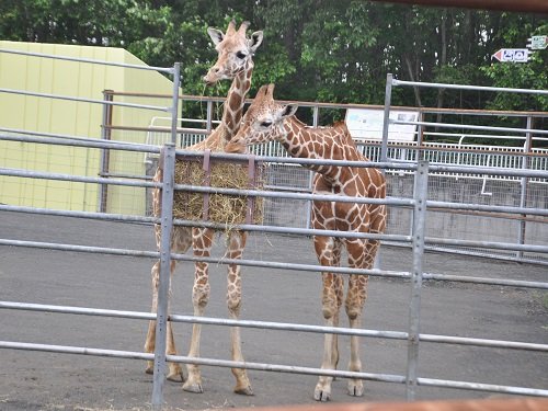 ７月２７日　釧路市動物園　アミメキリン　スカイとコハネ