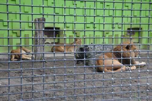 ７月２７日　釧路市動物園　ライオン　父アキラにじゃれ付く、息子ゆうひ