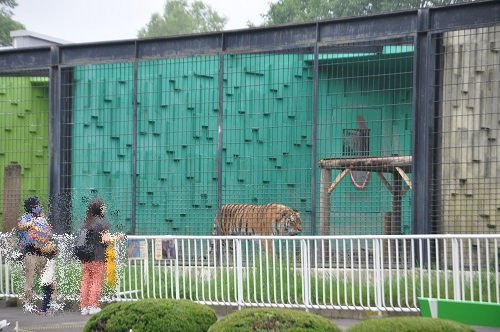 ７月２７日　釧路市動物園　アムールトラのそれぞれ