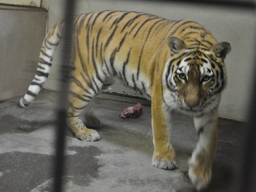 ７月２７日　釧路市動物園　猛獣舎のパクパクタイム