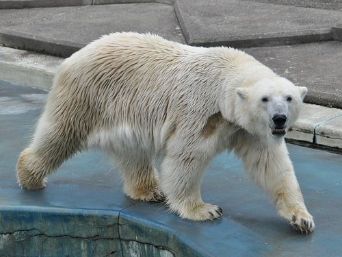 ７月２７日　釧路市動物園　ホッキョクグマ　帰る前にもう一度・・・